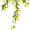 Augalas pakabinamas Forsycja 1750 62 cm