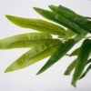Vazoninis augalas Drzewko bambusowe 5194 120 cm