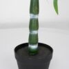 Vazoninis augalas Drzewko bambusowe 5194 120 cm