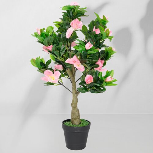 Vazoninis augalas Azalia 5227 55 cm