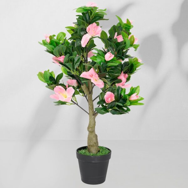 Vazoninis augalas Azalia 5227 55 cm