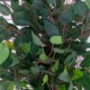 Vazoninis augalas Drzewko figowca 5235 130 cm