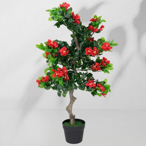 Vazoninis augalas Drzewko hibiskusa 5350 90 cm
