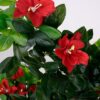 Vazoninis augalas Drzewko hibiskusa 5350 90 cm