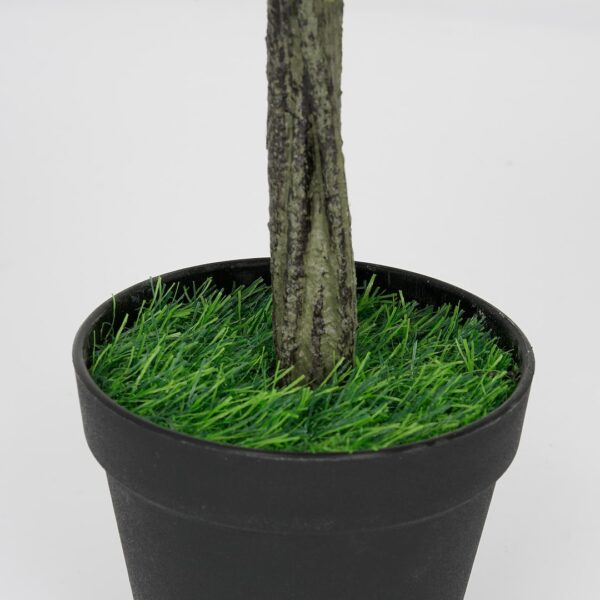 Vazoninis augalas Drzewko bukszpanowe 5517 40 cm