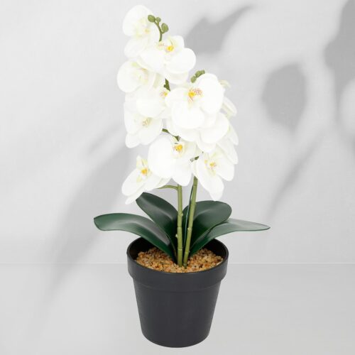 ekkw2714a Vazoninis augalas Storczyk 6400 38 cm