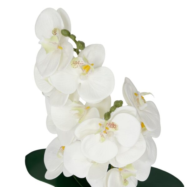 Vazoninis augalas Storczyk 6400 38 cm