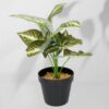 Vazoninis augalas Maranta 6402 35 cm