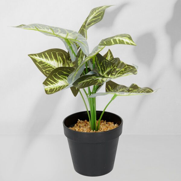 Vazoninis augalas Maranta 6402 35 cm