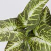 Vazoninis augalas Maranta 6402 35 cm