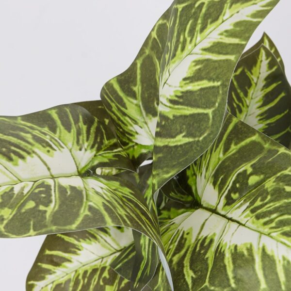 Vazoninis augalas Maranta 6402 35 cm