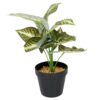 Vazoninis augalas Maranta 6402 35 cm