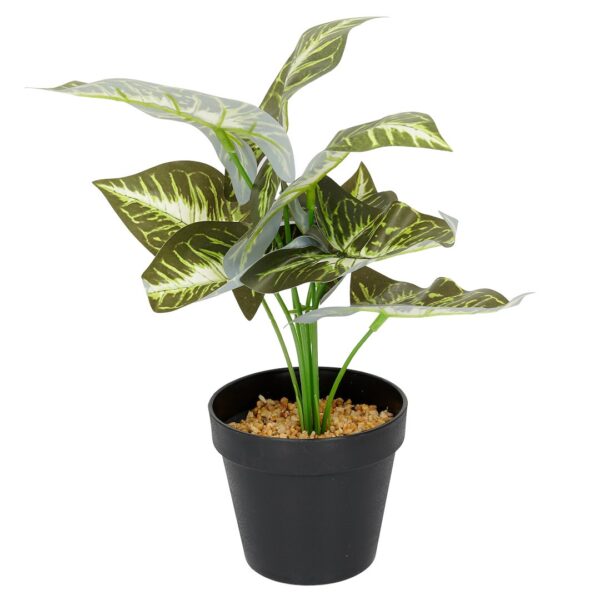 Vazoninis augalas Maranta 6402 35 cm