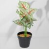 Vazoninis augalas Kaladium 6403 35 cm