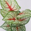 Vazoninis augalas Kaladium 6403 35 cm