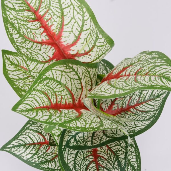 Vazoninis augalas Kaladium 6403 35 cm