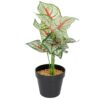 Vazoninis augalas Kaladium 6403 35 cm