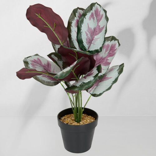 Vazoninis augalas Kalatea 6404 45 cm