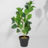 Vazoninis augalas Fikus 6405 51 cm