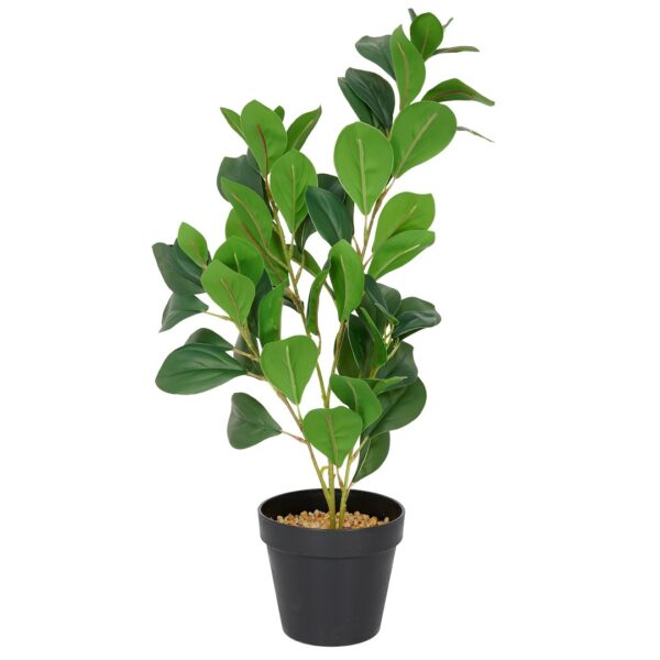 Vazoninis augalas Fikus 6405 51 cm