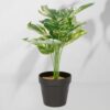 Vazoninis augalas Monstera ciemna 6406 34 cm