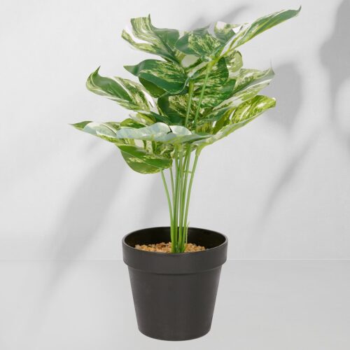 Vazoninis augalas Monstera ciemna 6406 34 cm