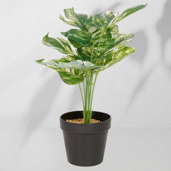 Vazoninis augalas Monstera ciemna 6406 34 cm
