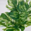 Vazoninis augalas Monstera ciemna 6406 34 cm