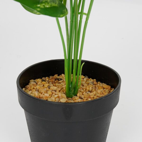 Vazoninis augalas Monstera ciemna 6406 34 cm