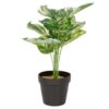 Vazoninis augalas Monstera ciemna 6406 34 cm