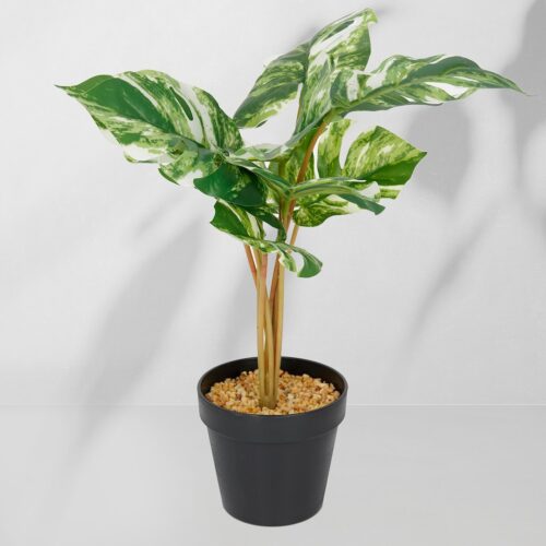 ekkw2721a Vazoninis augalas Monstera jasna 6407 46 cm
