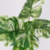 Vazoninis augalas Monstera jasna 6407 46 cm