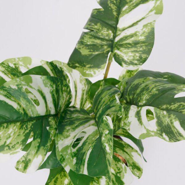 Vazoninis augalas Monstera jasna 6407 46 cm