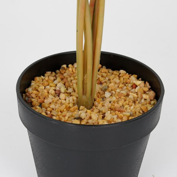 Vazoninis augalas Monstera jasna 6407 46 cm