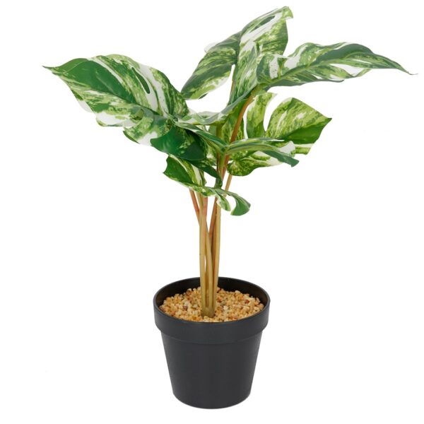 Vazoninis augalas Monstera jasna 6407 46 cm