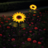 Saulės lempa Sunflower 3000K IP44